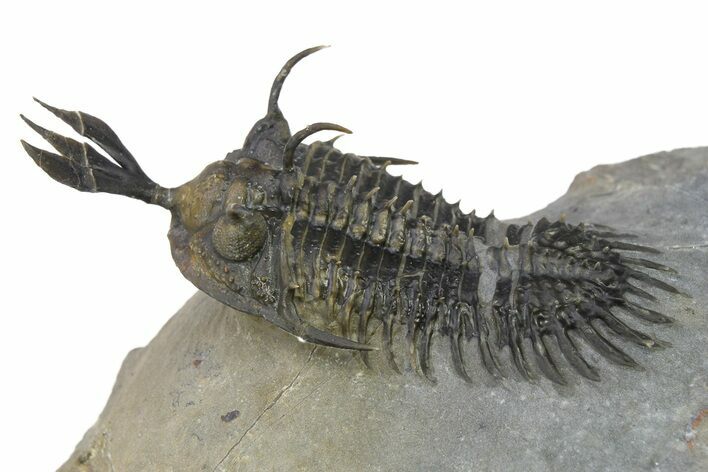 Short Trident Walliserops Trilobite - Timrzit, Morocco #275308